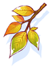 Maple Leaves