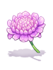 Scabiosa