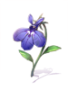 Lobelia