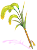 Enriched Foxtail Staff