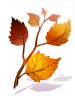 Fallen Leaves Branch