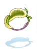 Foxtail Ring